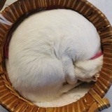 山芋头