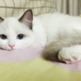 爱吃鱼的小猫咪
