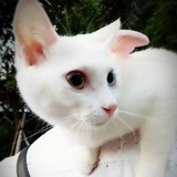 猴子爱土豆