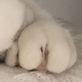 喵西西