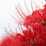 花花