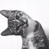 鹿五