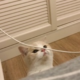 Cathyʕ·͡ˑ·ཻʔ