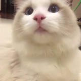 Cersi