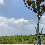 种下🌻花海🍃