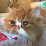 champi