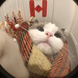 慵懒的猫丶