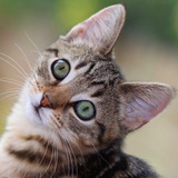 逃跑的猫