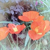 芷羽