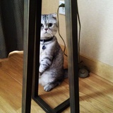 谷莱