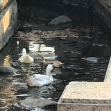dey