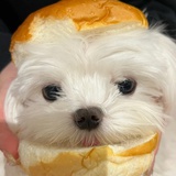 沙滩可达鸭