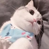 呆梨