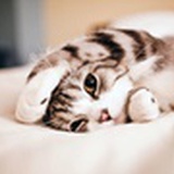 猫猫儿喵喵
