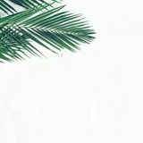 大西瓜