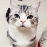 小小依师傅