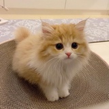 繁花若见