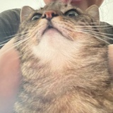 马花生