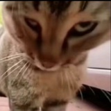 夜猫