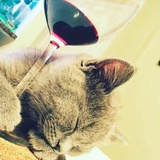猫宁