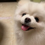 可乐爱吃鱼