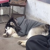 挖红薯做红薯干