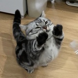 chang