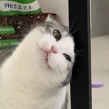 约克夏布丁