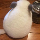 树绿