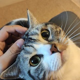 骑猪看海上九霄