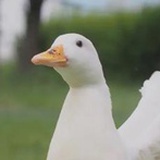 嗑瓜子的鱼
