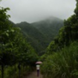 南山飞雁