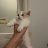 木木