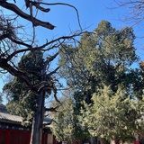 杨依楝