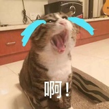 面面