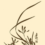 兔子的自由泳