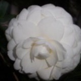白色山茶花