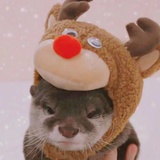 酒酿一颗茶叶蛋