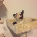 璐