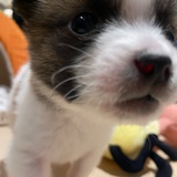 真功夫元宝
