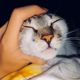 叁柒