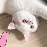 脸不大啊