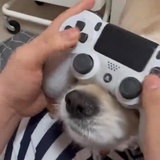 卡涅
