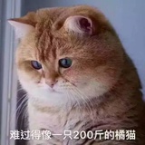 水曜日
