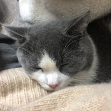 尼莫