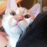 徐小小胖恨美食