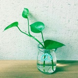 一片叶子