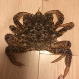 小球