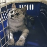 我的猫咪叫陶陶