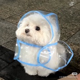 干酪普洱茶永一